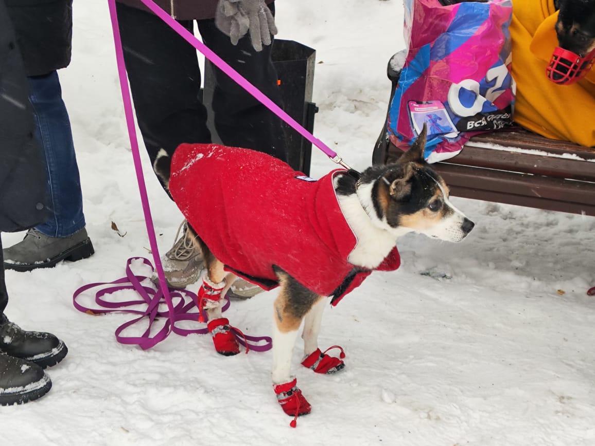 Фото Триста новосибирцев вышли на митинг против закона об эвтаназии бездомных животных 6
